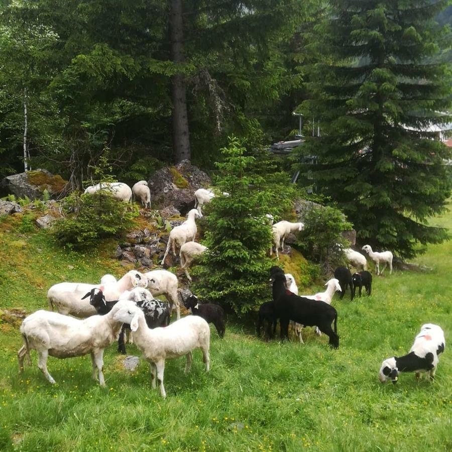 Haus Pechtl Hotel Sankt Leonhard im Pitztal Kültér fotó